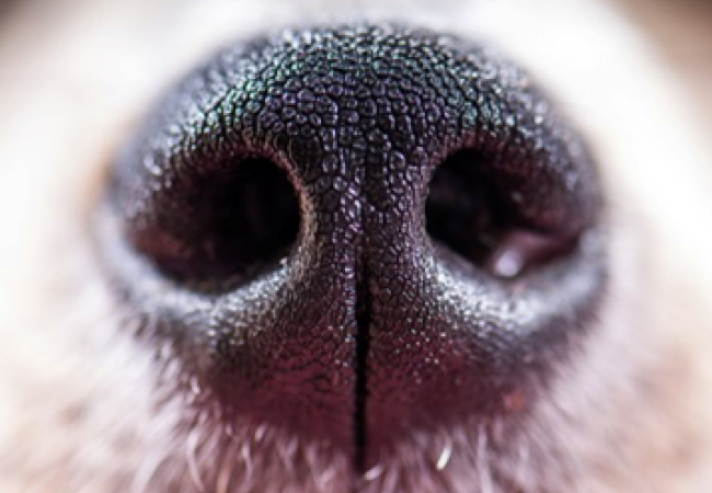 Dog nose
