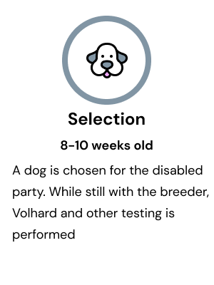 A dog is chosen for the disabled party at 8-10 weeks.