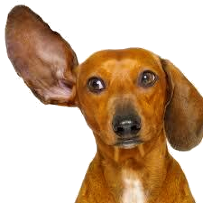 dog with raised ear