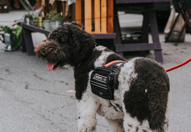 Service dog on leash
