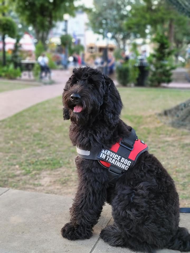 Service dog in training with a link to the Our Dogs page